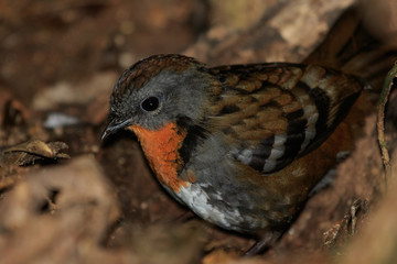Australian Logrunner