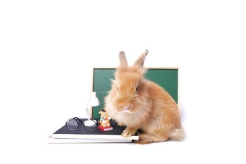 rabbit or bunny in education concept.