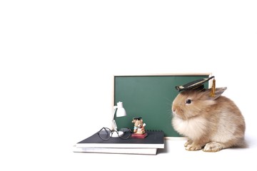 adorable brown bunny or rabbit wearing an eyesglasses sitting next to small blackboard, a lamp, and...