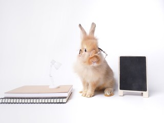 rabbit or bunny in education concept.