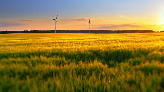 Gold field wheat and wind turbines at sunset, aerial view