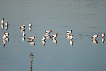 Fototapeta premium Red Necked Avocet in Australia