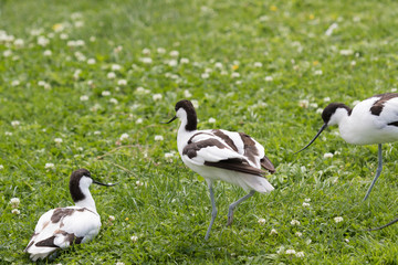 Pied Avocet in England