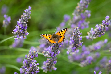 Schmetterling ruht sich auf Lavendel aus