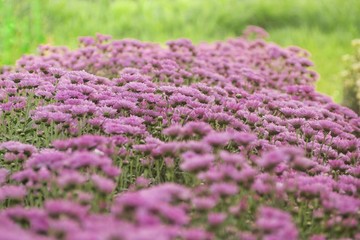 purple flowers in the garden