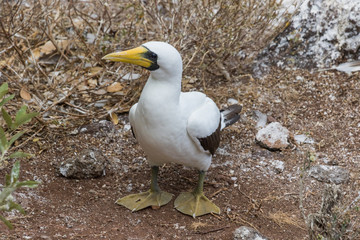Sacred Booby in Norfolk Island