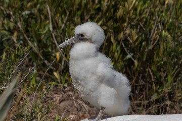 Sacred Booby in Norfolk Island