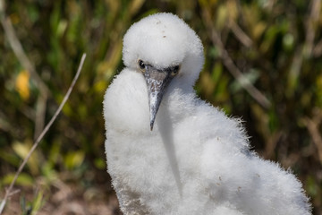 Sacred Booby in Norfolk Island