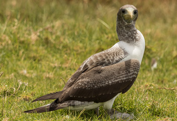 Sacred Booby in Norfolk Island