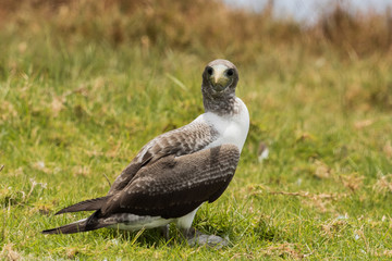 Sacred Booby in Norfolk Island