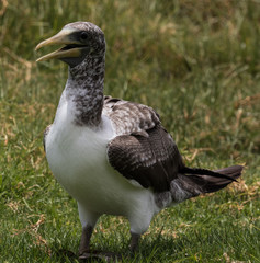 Sacred Booby in Norfolk Island