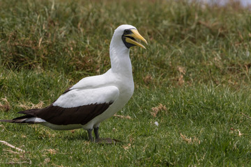 Sacred Booby in Norfolk Island