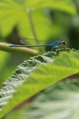 blue dragonfly on a green grape leaf