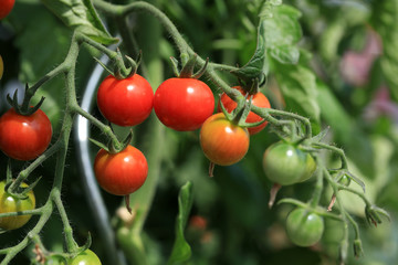 Kirschtomaten