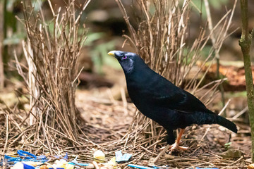 Satin Bowerbird in Australia
