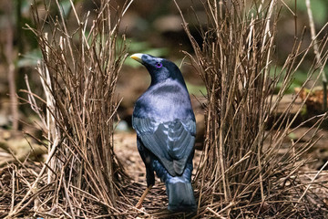 Satin Bowerbird in Australia