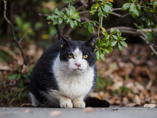野良猫