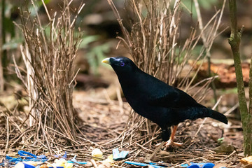 Satin Bowerbird in Australia