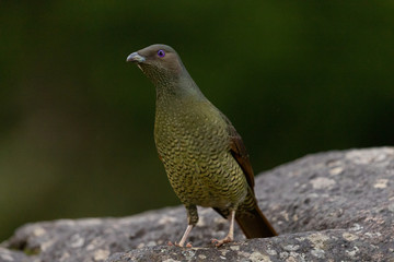 Satin Bowerbird in Australia