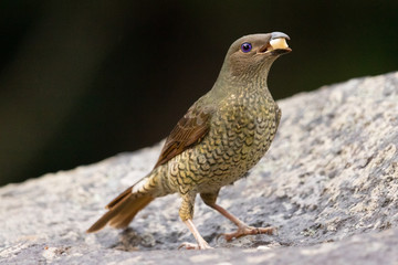 Satin Bowerbird in Australia