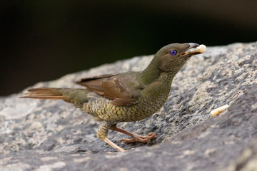 Satin Bowerbird in Australia