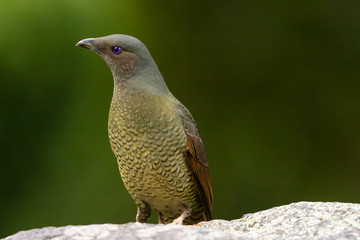 Satin Bowerbird in Australia