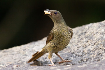 Satin Bowerbird in Australia