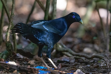 Satin Bowerbird in Australia