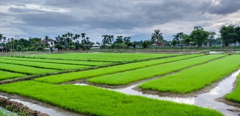 green rice field in farm at country