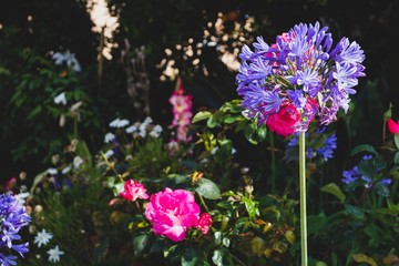 Obraz premium Close up purple and pink flowers on natural light. Summer day in Europe, Portugal.