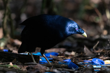 Satin Bowerbird in Australia