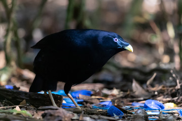 Satin Bowerbird in Australia