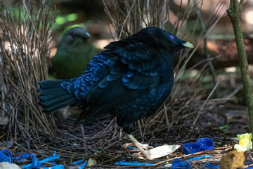 Satin Bowerbird in Australia