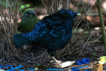 Satin Bowerbird in Australia
