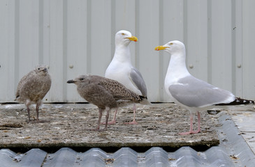 Herring Gull Family Living Public