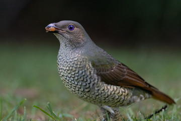 Satin Bowerbird in Australia