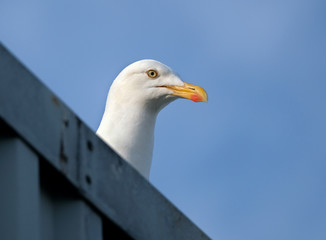 Herring gull family living on public house itchen roof rather than cliff.
