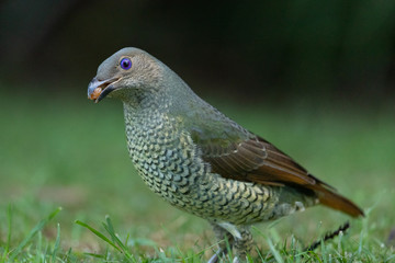 Satin Bowerbird in Australia