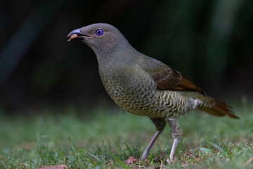 Satin Bowerbird in Australia