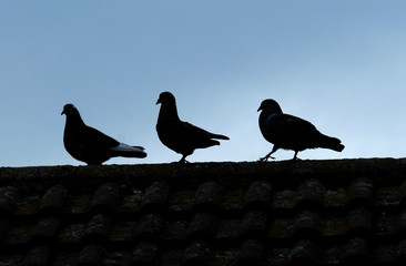 Silhouette of feral pigeons on house garage roof.