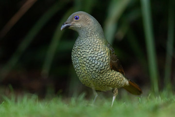 Satin Bowerbird in Australia