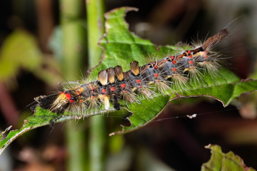 Vapourer or Rusty Tussock moth caterpillar feeding on leaf.