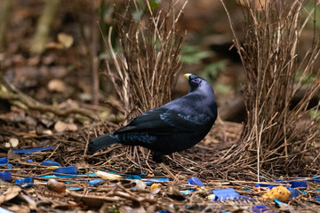 Satin Bowerbird in Australia