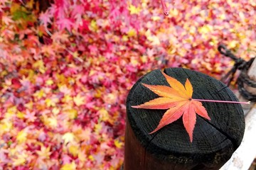 red maple in the garden during the fall season.