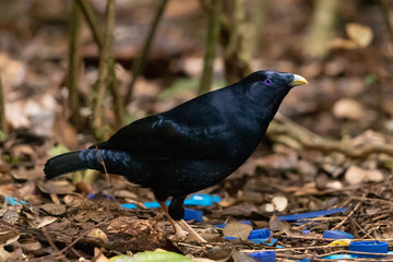 Satin Bowerbird in Australia
