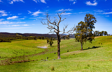 Grazing Down The Valley