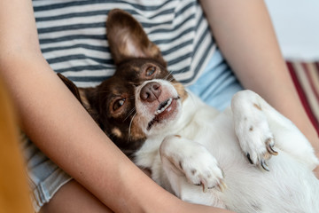 Cute happy funny dog in the arms of his mistress