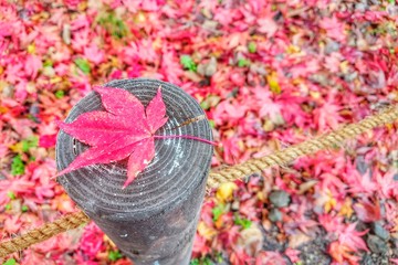 red maple in the garden during the fall season.