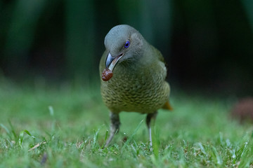 Satin Bowerbird in Australia