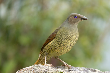 Satin Bowerbird in Australia